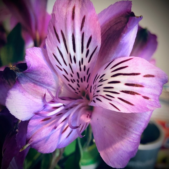 Meet your Posher, Jamie - Picture 4 of 7